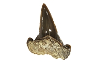 Lamna sp